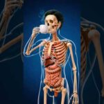 El café, tu aliado diario: Descubre cómo transforma tu cuerpo en 30 días