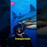 El día que un tiburón decidió no convertirme en su cena